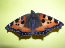 dscn3217.webp