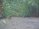 DSCN0303.webp