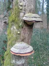 Bild 2451.webp