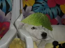 SAM_5138.webp