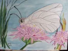 Schmetterling IMG_0263.webp