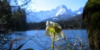 IMG_0384_schneerosealmsee.webp IMG_0384_schneerosealmsee.webp