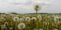 IMG_0993_loewenzahn.webp