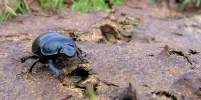 IMG_0535_rosskäfer.webp