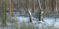 IMG_1232.webp