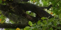 IMG_5388_kraftplatz.webp