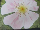 Heckenrose IMG_0061.webp