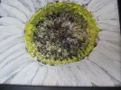 Margarite IMG_0062.webp