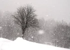 Apfel (2 von 4).webp