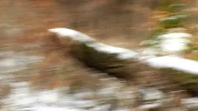 f1 (5).webp