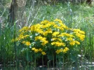 DSCN0911.webp
