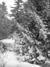 Der winter 2015.webp