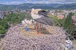 Kirchzarten_2025-05-16 14Uhr31-37 Jungstorch-Bein-mit-Plastikstreifen-umwickelt.webp