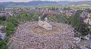 Kirchzarten_2025-05-16 16Uhr57-55 Ulla-umkreist-Nest_Jungstörche-allein.webp