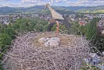 Kirchzarten_2025-05-16 17Uhr19-11 Ulla-verunsichert-durch-Bauhofmitarbeiter.webp