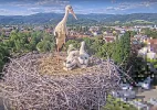 Kirchzarten_2025-05-16 18Uhr06 Ulla-nach-menschl-Eingriff-verunsichert.webp