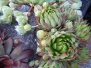 DSCN0034.webp