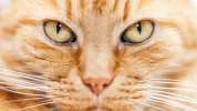 katze-gesicht-mimik.webp
