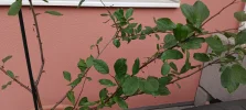 IMG_20250601_100249.webp