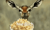tenor(1).gif