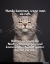 99888 katzen.webp