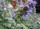 DSCN0068.webp