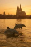1749842085445.webp