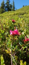 1000042538.webp