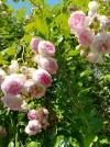 IMG_20250614_140744_HDR.webp