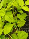 IMG_20250616_084319.webp