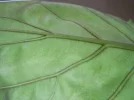 DSCN0084.webp