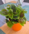 IMG_20250618_163443.webp