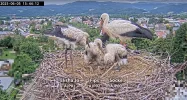 Patenstörche-Kirchzarten_2025-06-05 15Uhr44-12.webp