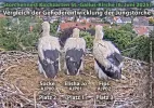 Patenstörche-Kirchzarten_2025-06-06 11Uhr31-44 Jungstörche-allein_Rückenansicht.webp