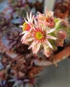 IMG_20250624_193651.webp