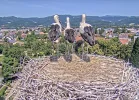 Kirchzarten_2025-06-25 13Uhr21-39 Fips-ElishaJo-Socke.webp