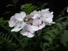 DSCN9766.webp