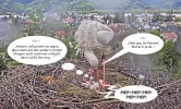 Kirchzarten_2025-04-25 12Uhr47_COMIC-2_Ulla_u_2Küken.webp