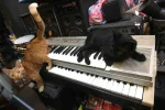 katzen-gettyimages-107732795.webp