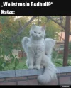 9975 wo.webp