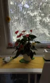 17512940406116870127599179774788.webp