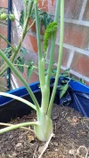IMG-20250710-WA0000.webp