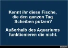 931 fische.webp