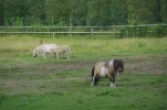 IMGP3540k.webp