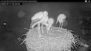 Kirchzarten_2025-07-17 04Uhr43-04 Frankie-links-vorne-bei-seinen-Geschwistern.webp Kirchzarten_2025-07-17 04Uhr43-04 Frankie-links-vorne-bei-seinen-Geschwistern.webp