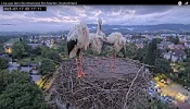 Kirchzarten_2025-07-17 05Uhr17-11 Frankie-links-vorne-bei-seinen-Geschwistern-Socke-ElishaJo-...webp Kirchzarten_2025-07-17 05Uhr17-11 Frankie-links-vorne-bei-seinen-Geschwistern-Socke-ElishaJo-...webp