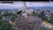 Kirchzarten_2025-07-17 05Uhr18-33 Frankie-links-vorne-bei-seinen-Geschwistern-Socke-ElishaJo-...webp Kirchzarten_2025-07-17 05Uhr18-33 Frankie-links-vorne-bei-seinen-Geschwistern-Socke-ElishaJo-...webp