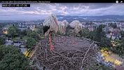 Kirchzarten_2025-07-17 05Uhr17-20 Frankie-links-vorne-bei-seinen-Geschwistern-Socke-ElishaJo-...webp