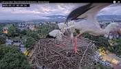 Kirchzarten_2025-07-17 05Uhr20-14 Frankie-verlässt-das-Nest.webp