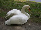swan.webp